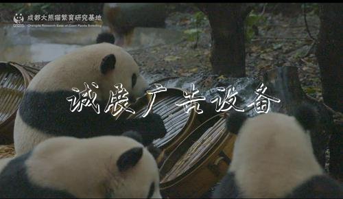 熊貓基地國慶7天限流不銹鋼宣傳欄 單日6萬張全部實(shí)行網(wǎng)絡(luò)購票
