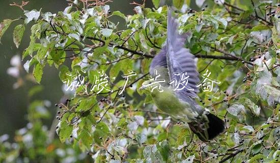紅翅綠鳩首次現(xiàn)身四宣傳欄燈箱川唐家河 快來看長啥樣
