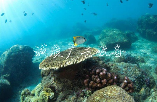 （環(huán)境）（5）五彩斑斕的水下世界