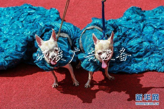 （國際·一周看天下）狗狗走“紅毯”