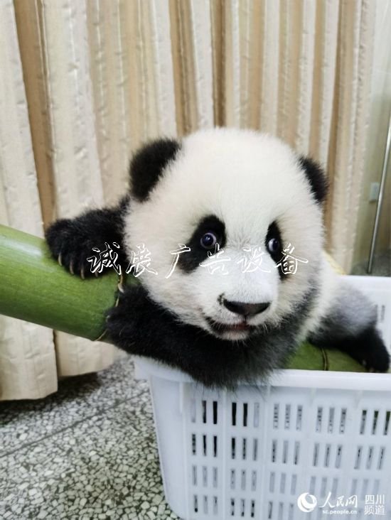 圈粉無數(shù)！成都網(wǎng)紅大學(xué)校宣傳欄熊貓“績笑”今日被認(rèn)養(yǎng)