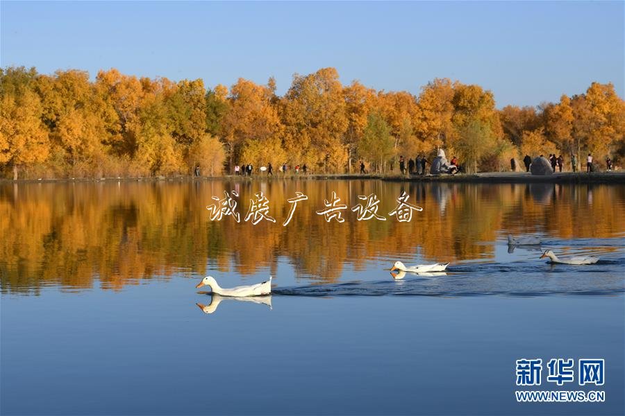 甘肅金塔：金滾動(dòng)廣告燈箱秋胡楊美如畫(huà)
