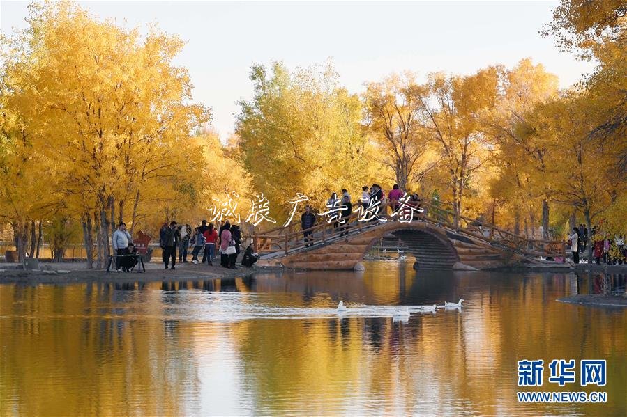 甘肅金塔：金滾動(dòng)廣告燈箱秋胡楊美如畫(huà)