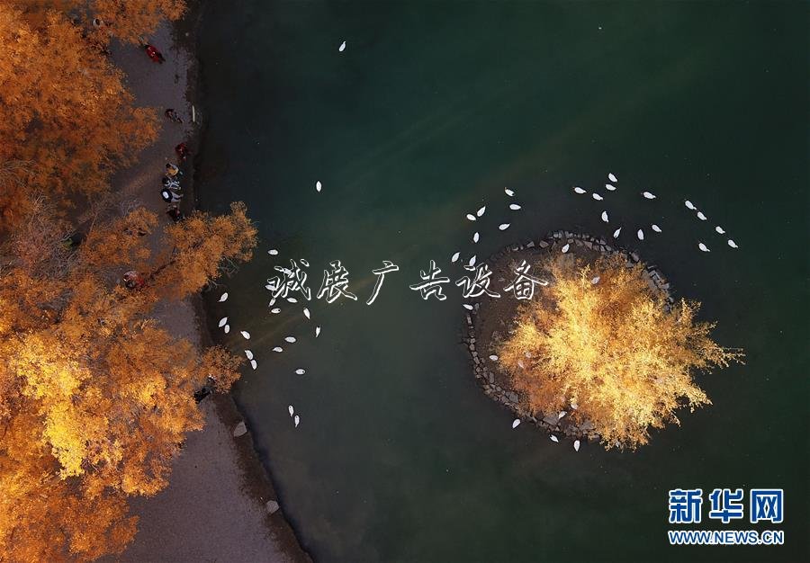 甘肅金塔：金滾動(dòng)廣告燈箱秋胡楊美如畫(huà)