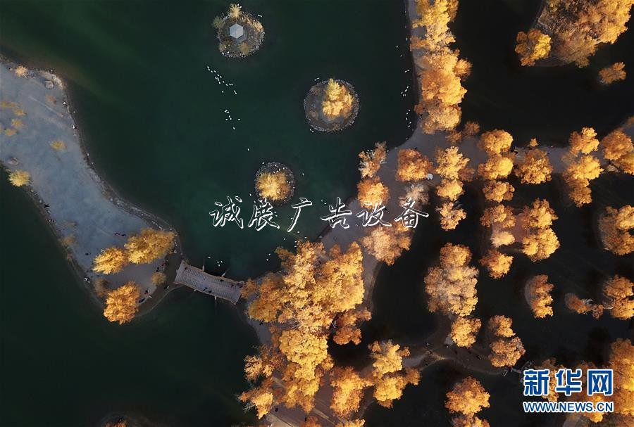甘肅金塔：金滾動(dòng)廣告燈箱秋胡楊美如畫(huà)