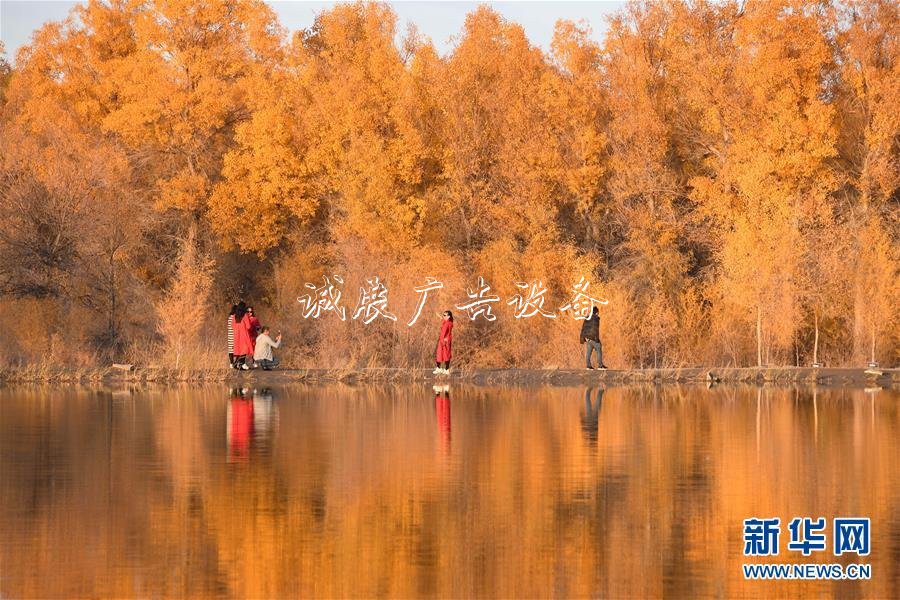 甘肅金塔：金滾動(dòng)廣告燈箱秋胡楊美如畫(huà)