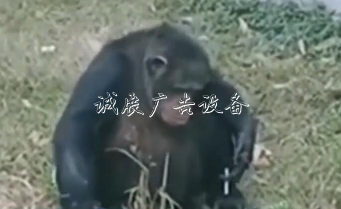 黑猩猩“抽煙” 煙是游宣傳欄廠家客給的！事發(fā)合肥野生動物園