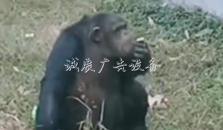 黑猩猩“抽煙” 煙是游宣傳欄廠家客給的！事發(fā)合肥野生動物園