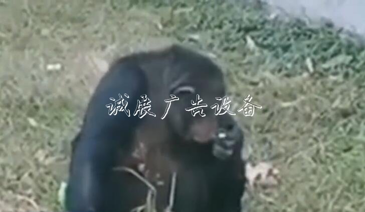 黑猩猩“抽煙” 煙是游宣傳欄廠家客給的！事發(fā)合肥野生動物園