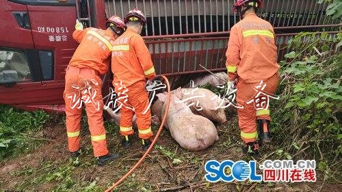 一輛載60頭二師兄的貨廣告垃圾箱車側翻了 網(wǎng)友：滿車奢侈品