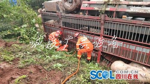 一輛載60頭二師兄的貨廣告垃圾箱車側翻了 網(wǎng)友：滿車奢侈品