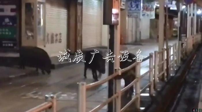 出沒(méi)于日本箱根町的野豬。圖片來(lái)源：日本富士電視臺(tái)視頻截圖