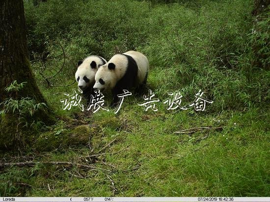 雙倍可愛！臥龍首次拍戶外廣告燈箱到野生大熊貓亞成體雙胞胎