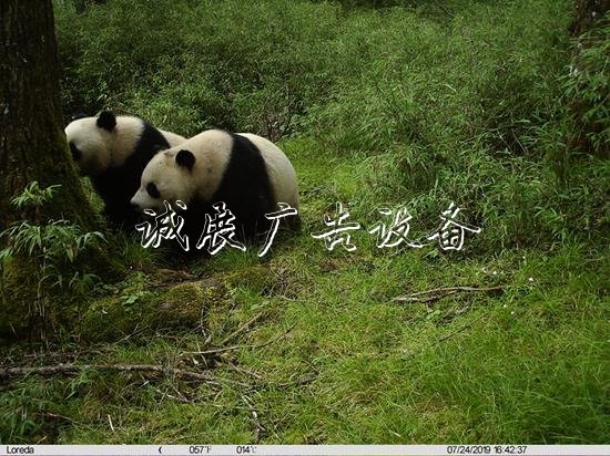 雙倍可愛！臥龍首次拍戶外廣告燈箱到野生大熊貓亞成體雙胞胎