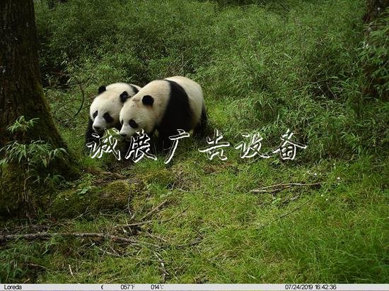 雙倍可愛！臥龍首次拍戶外廣告燈箱到野生大熊貓亞成體雙胞胎