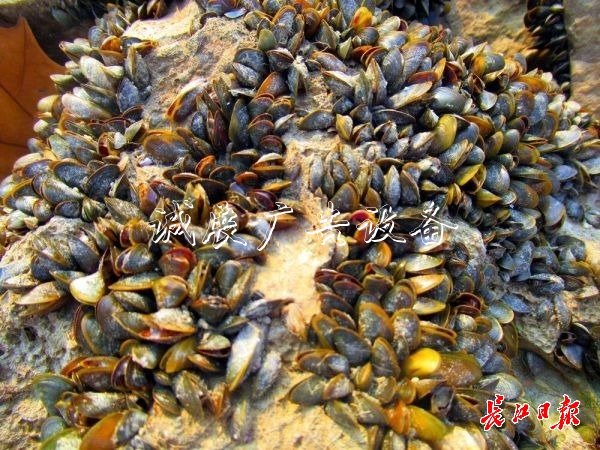 武漢江灘出現(xiàn)數(shù)以萬計文化宣傳欄貝殼，它們的身份讓人意