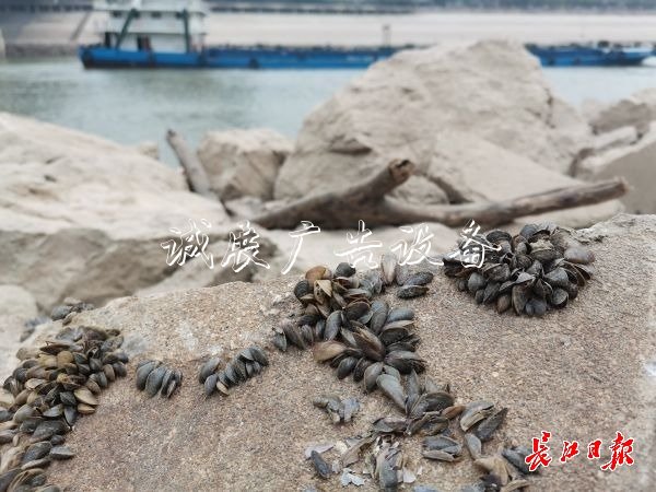 武漢江灘出現(xiàn)數(shù)以萬計文化宣傳欄貝殼，它們的身份讓人意