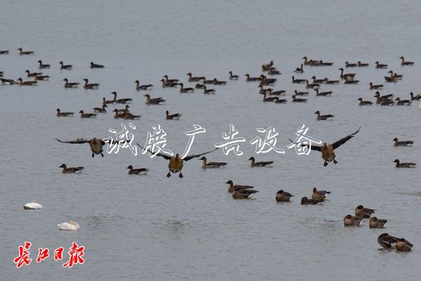 快來推薦你心目中的市滾動式燈箱鳥吧！武漢市市鳥評選啟