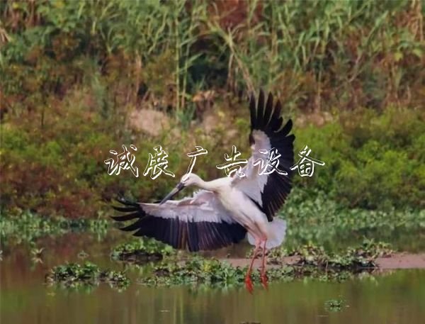 西溪濕地造福杭州路燈燈箱城，他見證10年巨變