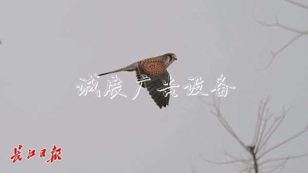 “城市小獵人”紅隼現(xiàn)宣傳欄身漢口江灘，它愛吃鼠類