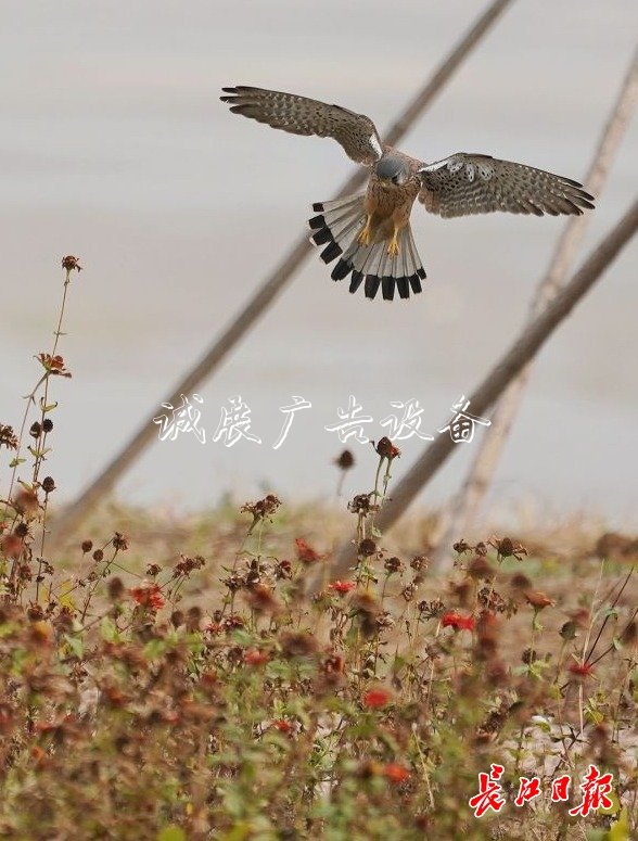 “城市小獵人”紅隼現(xiàn)宣傳欄身漢口江灘，它愛吃鼠類