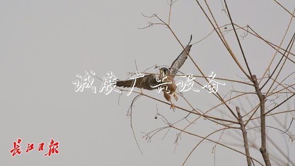 “城市小獵人”紅隼現(xiàn)宣傳欄身漢口江灘，它愛吃鼠類