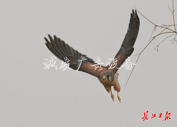 “城市小獵人”紅隼現(xiàn)宣傳欄身漢口江灘，它愛吃鼠類