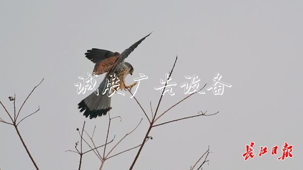 “城市小獵人”紅隼現(xiàn)宣傳欄身漢口江灘，它愛吃鼠類