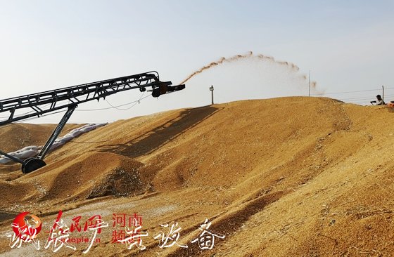讓"中國碗"多盛"河南糧"　　8600萬畝小麥顆粒歸倉，今年又是一個豐收年！近年來，河南糧食連年豐收，總產(chǎn)量穩(wěn)定在1300億斤左右。全國1/10的糧食、超過1/4的小麥均產(chǎn)自這里，<a href=